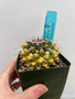 Mammillaria krameri 3.5" Pot - Seasonal Variegation!