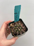 Copiapoa streptocaulon 3" Pot C