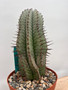 Euphorbia horrida noorsveldensis 6" Pot A