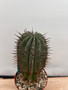 Euphorbia horrida noorsveldensis 6" Pot C