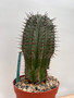 Euphorbia horrida noorsveldensis 6" Pot C