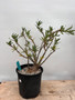 Pachypodium bispinosum x succulentum 2 Gallon Pot