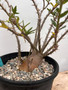 Pachypodium bispinosum x succulentum 2 Gallon Pot
