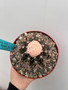 Melocactus violaceous 6" Pot A