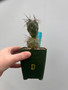 Tephrocactus alexanderi 3.5" Pot D
