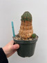 Euphorbia obesa Hybrid 5" Pot