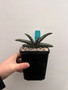 Gasteria batesiana #1 5" Pot