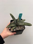 Gasteria batesiana #5 5" Pot