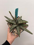 Gasteria batesiana cv 'suave' 6" Pot