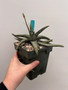 Gasteria batesiana cv 'suave' 6" Pot