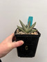 Gasteria 'Green Ice' Hybrid 5" Pot C