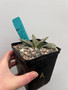 Gasteria 'Silver Variegated' 5" Pot A