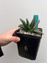 Gasteria 'Silver Variegated' 5" Pot B