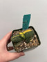 Gasteria armstrongii variegata 3.5" Pot