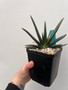 Gasteria hybrid 5" Pot