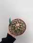 Thelocactus lloydii 6" Pot