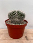 Mammillaria species 8" Pot