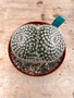 Mammillaria species 8" Pot