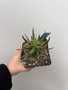 Euphorbia schoenlandii 5" Pot D