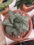 Gasteria 'SD' 5" Pot A