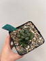 Haworthia truncata hybrid 5" Pot