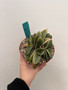 Gasteria "Japanese Hybrid" 6" Pot