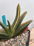 Gasteria carinata variegata 8" Pot