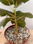 Ficus petiolaris 6" Pots