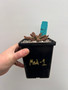 Euphorbia "Medusoid Hybrid" 5" Pot Med-1