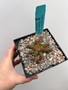 Euphorbia "Medusoid Hybrid" 5" Pot Med-2