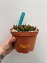 Euphorbia "Medusoid Hybrid" 6" Pot Med-7
