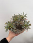 Euphorbia multifolia 6" Pot I