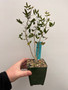 Commiphora humbertii 3.5" Pots