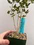 Commiphora humbertii 3.5" Pots