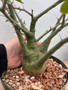 Adenia spinosa 8" Pot A