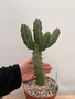 Myrtillocactus geometrizans 6" Pot B - Grigsby Dwarf Form