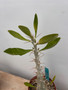 Pachypodium leallii saundersii 6" Pot A