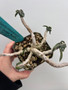 Euphorbia cylindrifolia ssp. tuberifera 4" Pot D