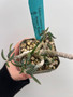 Euphorbia cylindrifolia ssp. tuberifera 4" Pot E