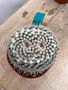 Mammillaria parkinsonii 6" Pot A - Starting to form Owl Eyes