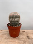 Mammillaria parkinsonii 6" Pot B - Starting to form Owl Eyes