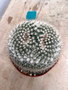 Mammillaria parkinsonii 6" Pot C - Starting to form Owl Eyes