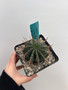Euphorbia horrida v. horrida 5" Pot