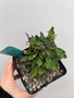 Euphorbia millii x Euphorbia decaryi 5" Pot A