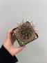 Echinopsis melanoptamica  3.5" Pot