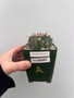 Echinocactus texensis  3.5" Pot A