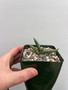 Aloe pearsonii x Gasteria glomerata 3.5" Pots