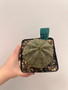 Euphorbia obesa 5" Pot 1