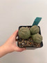 Euphorbia obesa 5" Pot 3