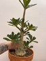 Dorstenia gigas 8" Pot C